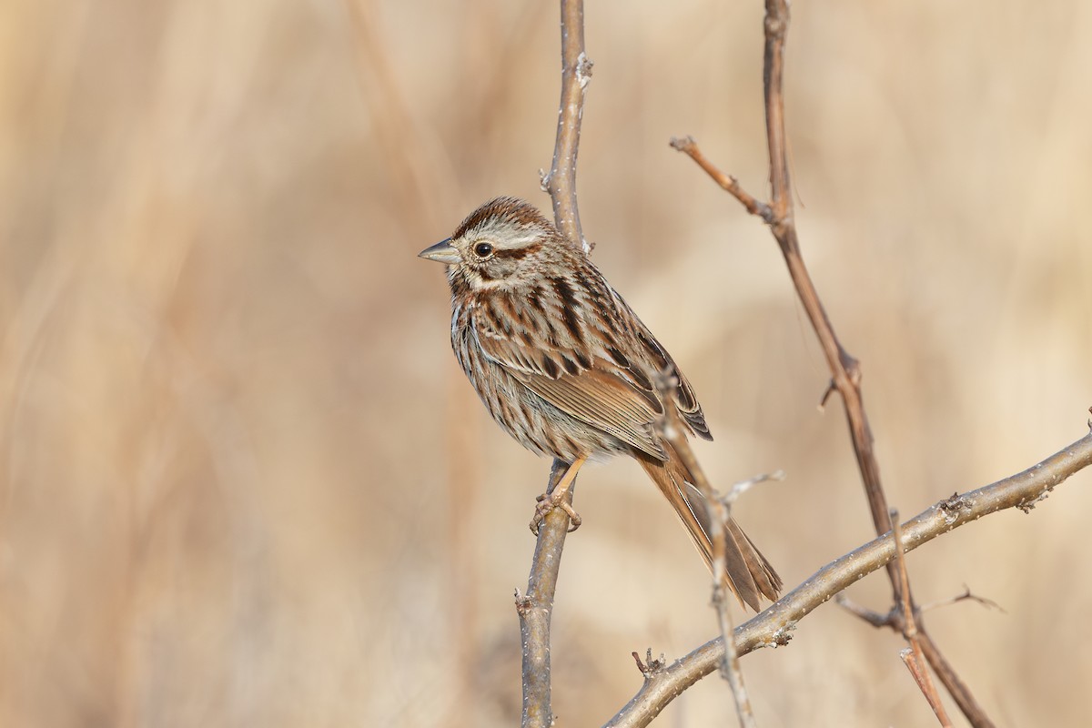 Song Sparrow - ML632214328