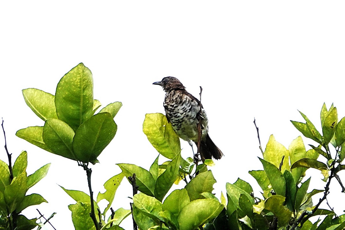 Marañon Thrush - ML632214373