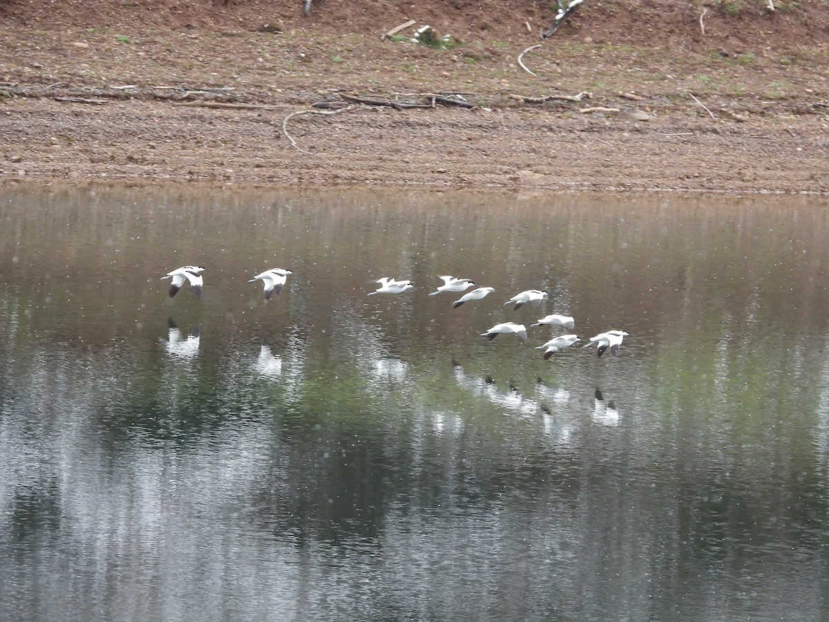 Pied Avocet - ML632214719