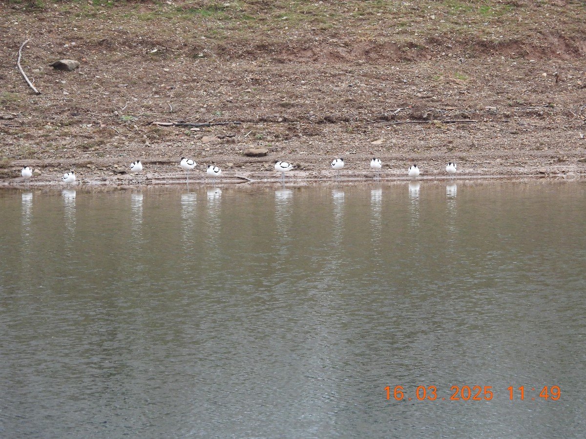 Pied Avocet - ML632214746