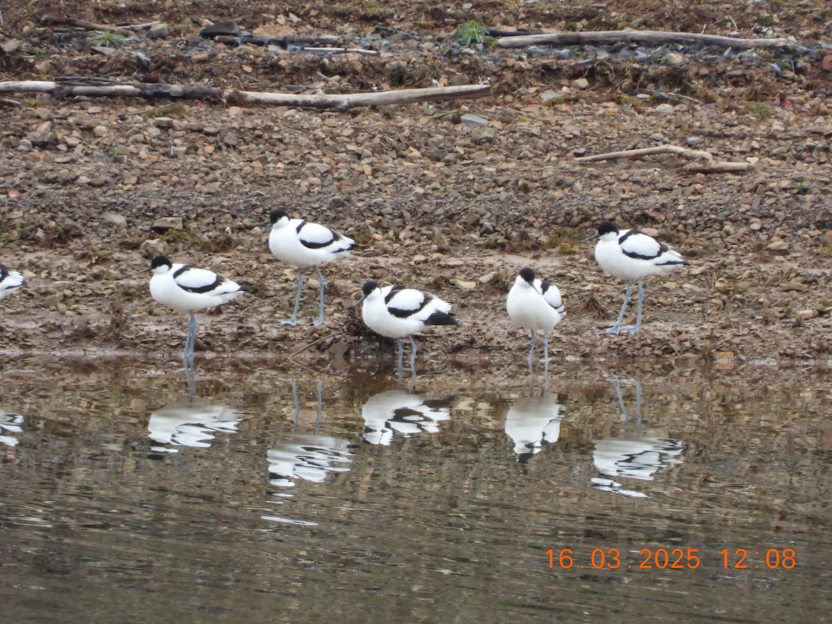 Pied Avocet - ML632214759