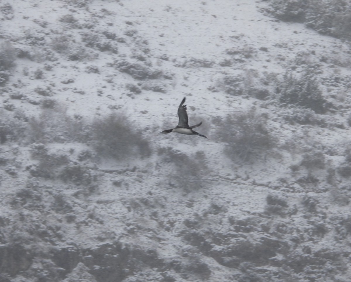 Common Loon - ML632214782