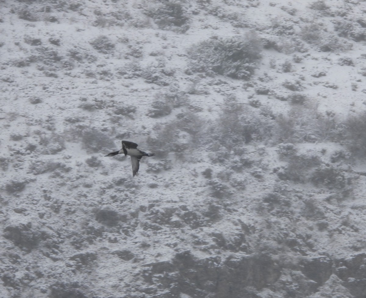Common Loon - ML632214802