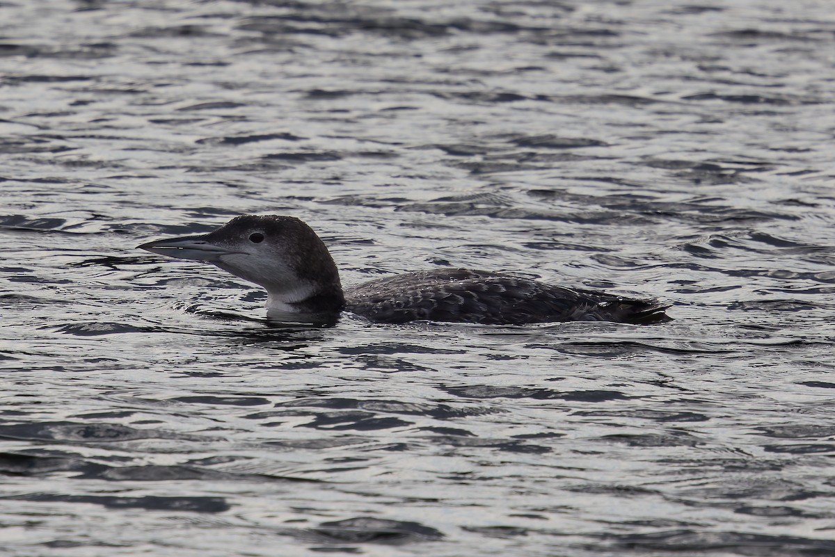 Plongeon huard - ML632214803