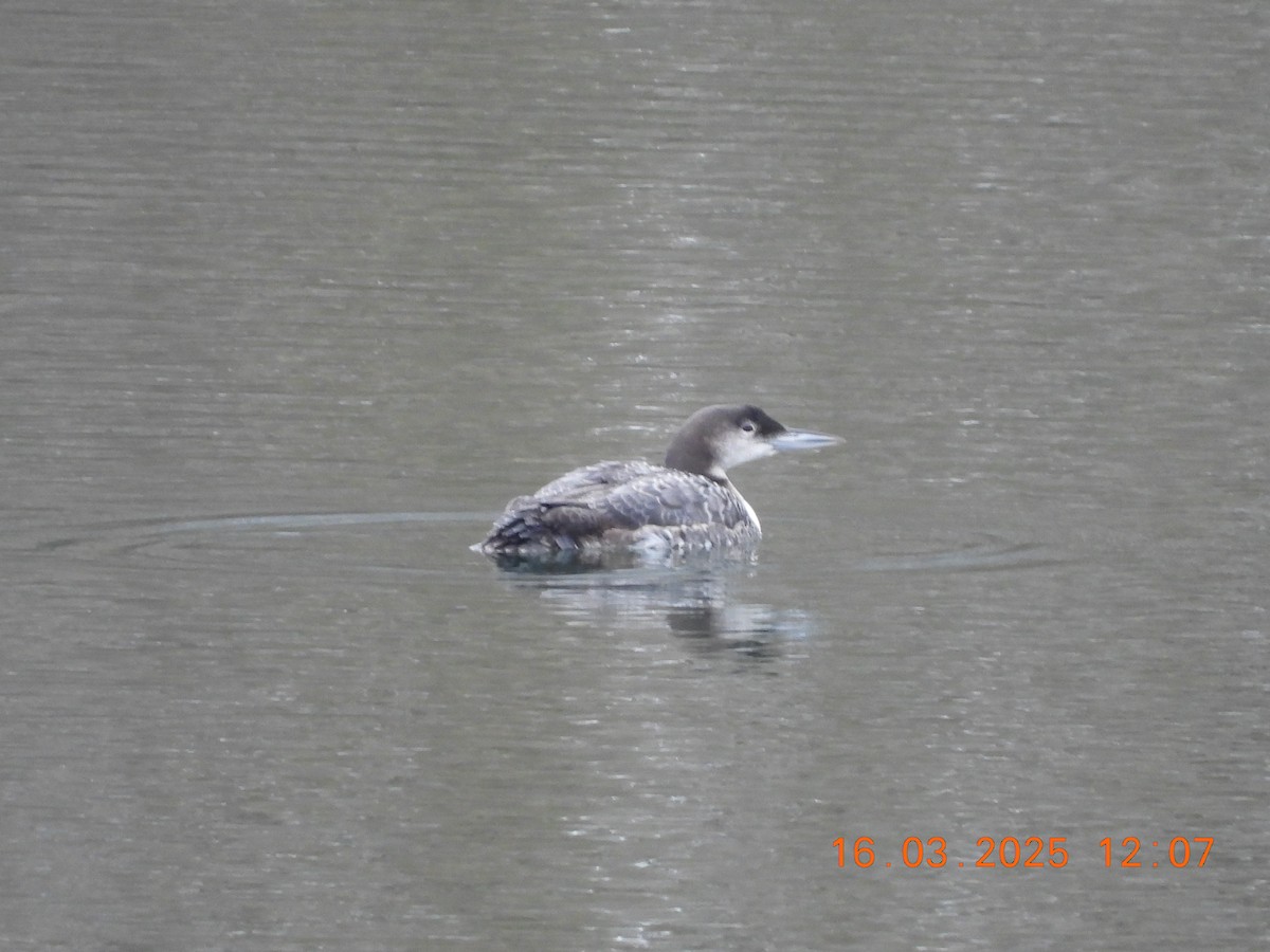 Common Loon - ML632214823