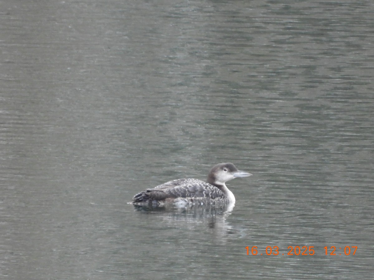Common Loon - ML632214834