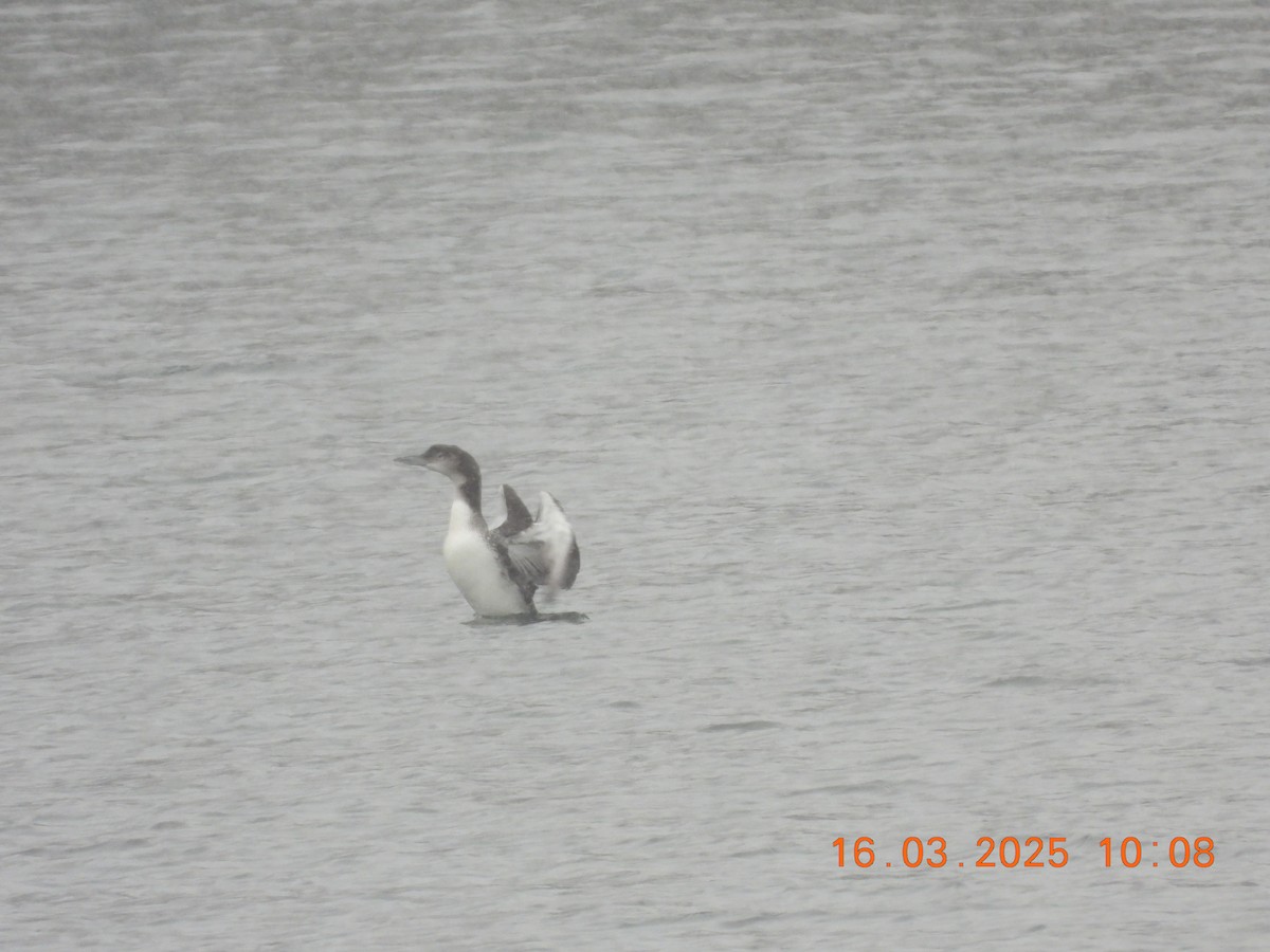 Common Loon - ML632214846
