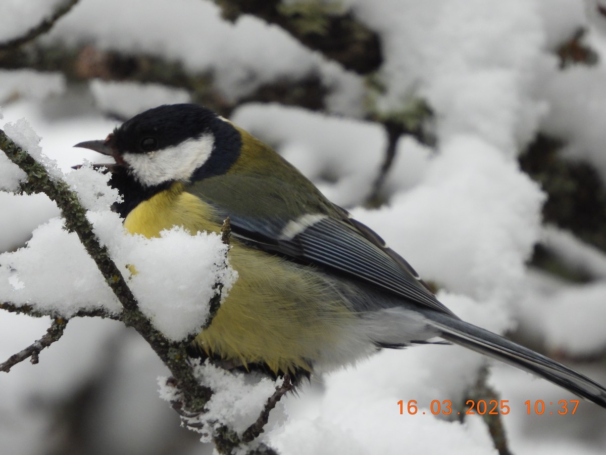 Great Tit - ML632214871