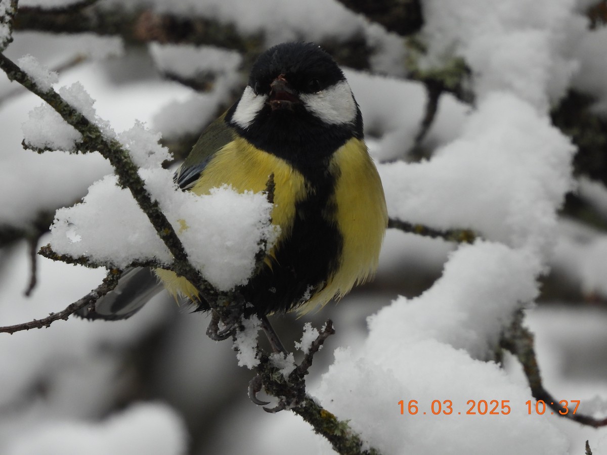 Great Tit - ML632214892