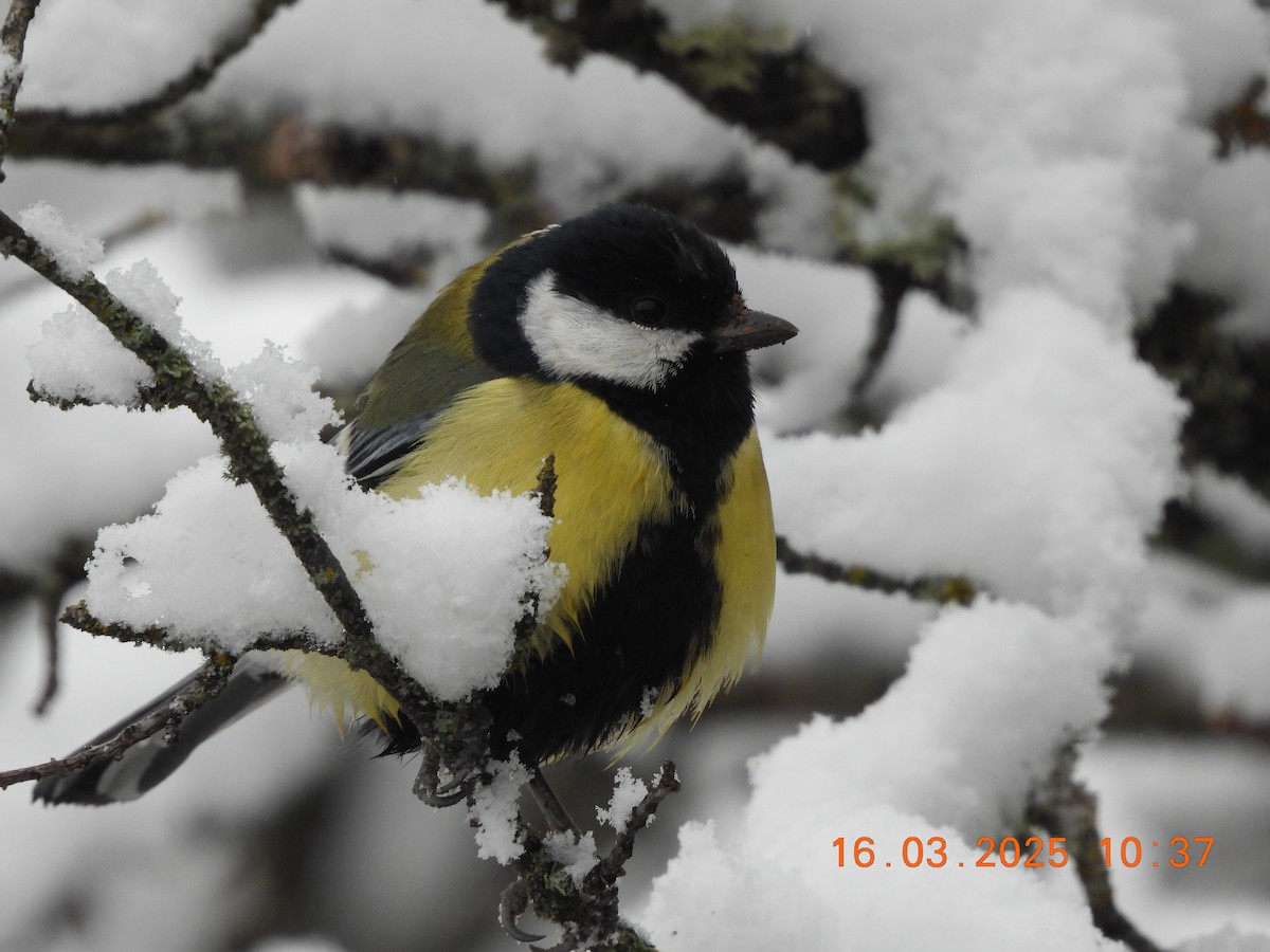 Great Tit - ML632214906