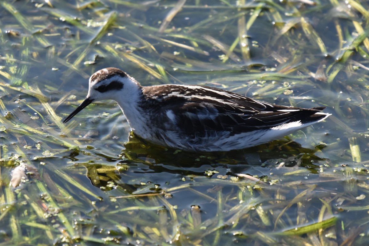 svømmesnipe - ML632215211