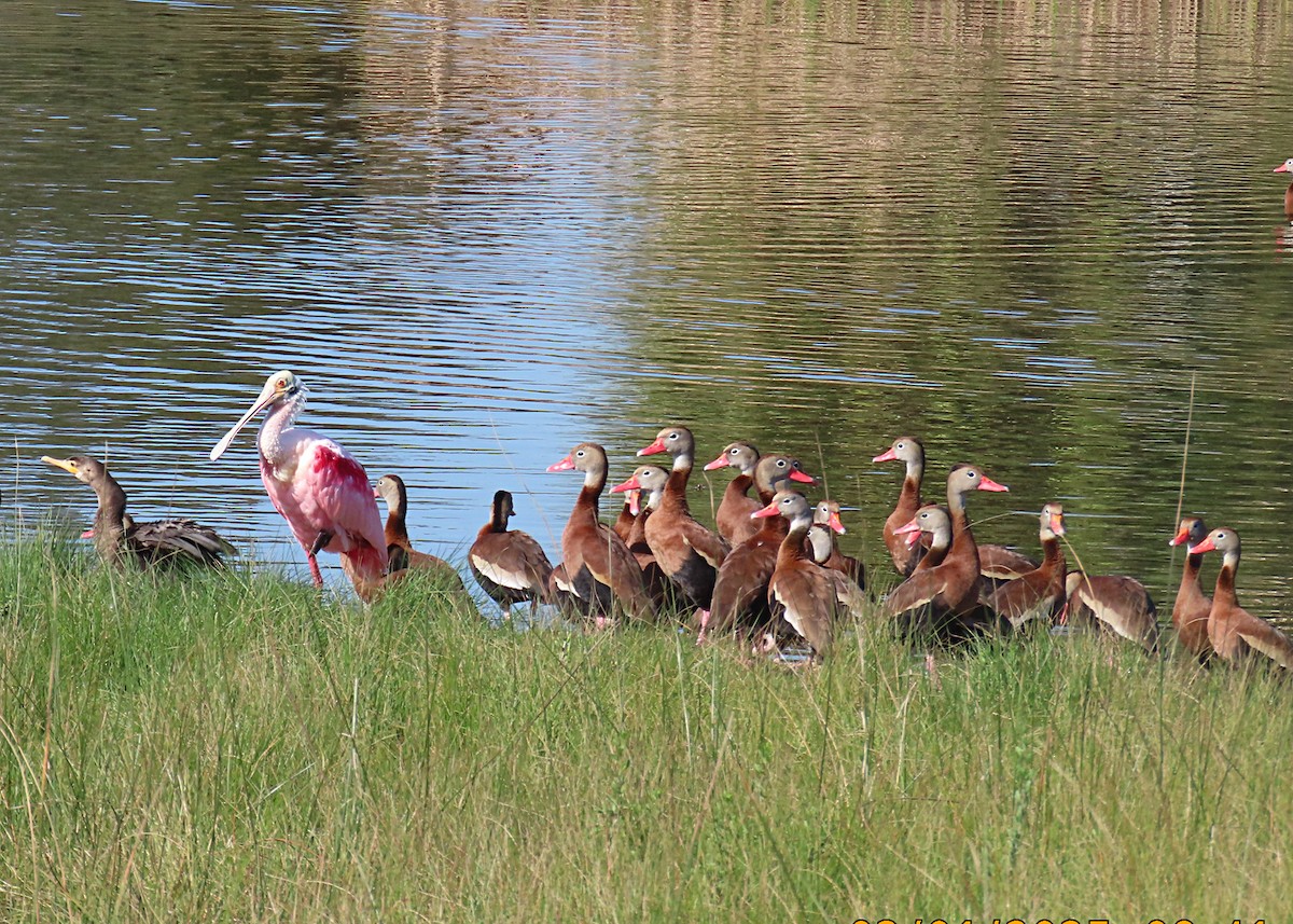 Black-bellied Whistling-Duck - ML632215240