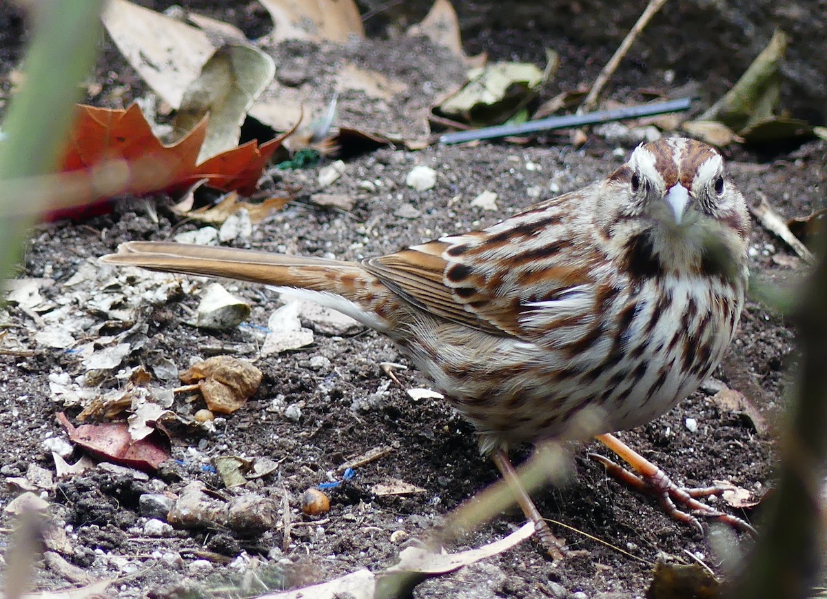 Song Sparrow - ML632215247