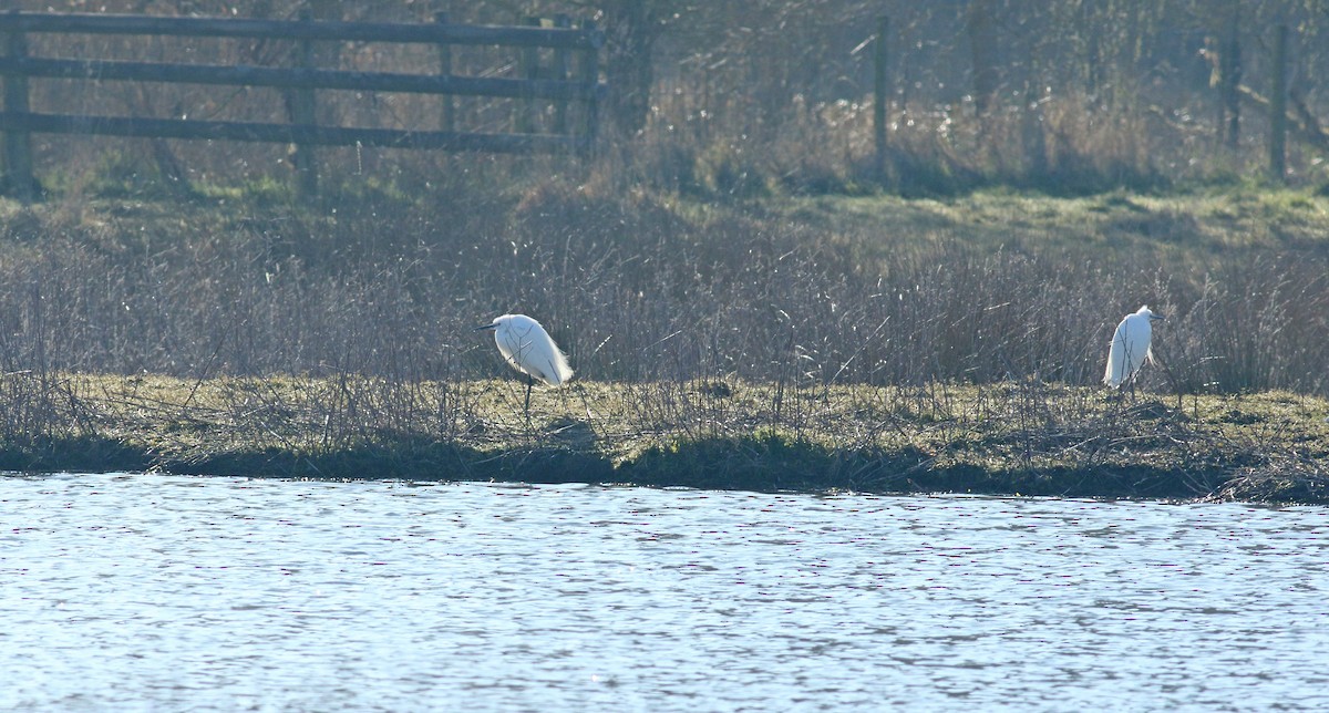 Little Egret - Andrew Steele
