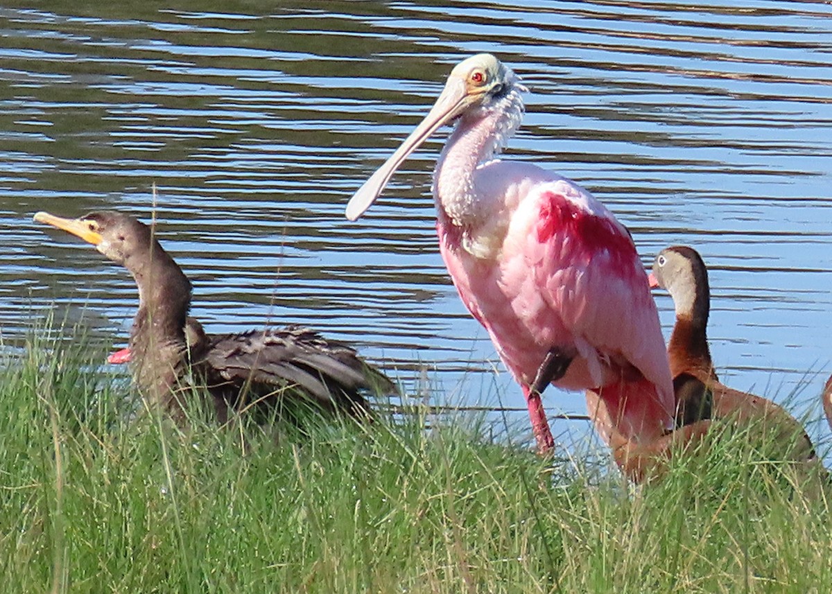 Double-crested Cormorant - ML632215270