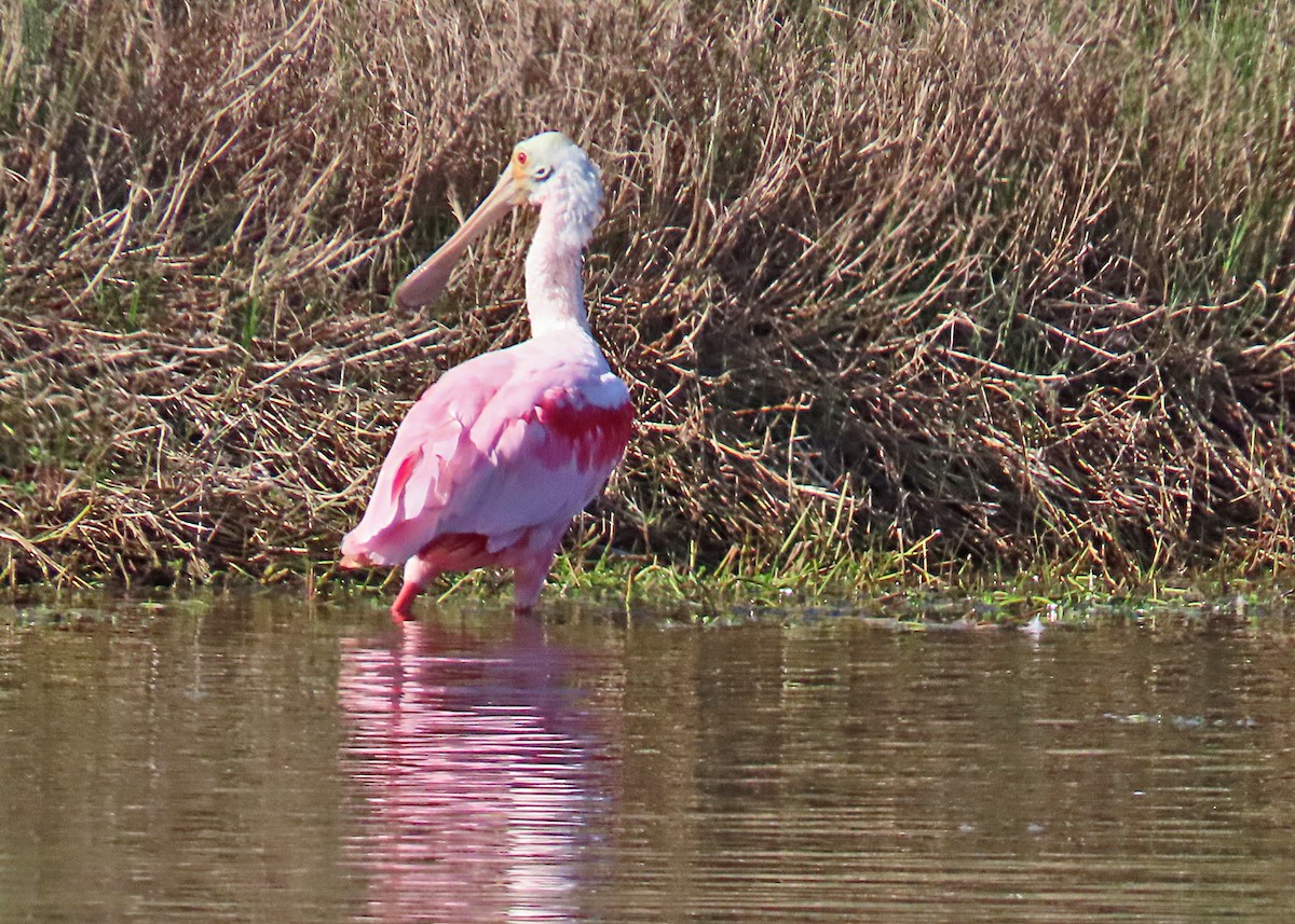 Roseate Spoonbill - ML632215283