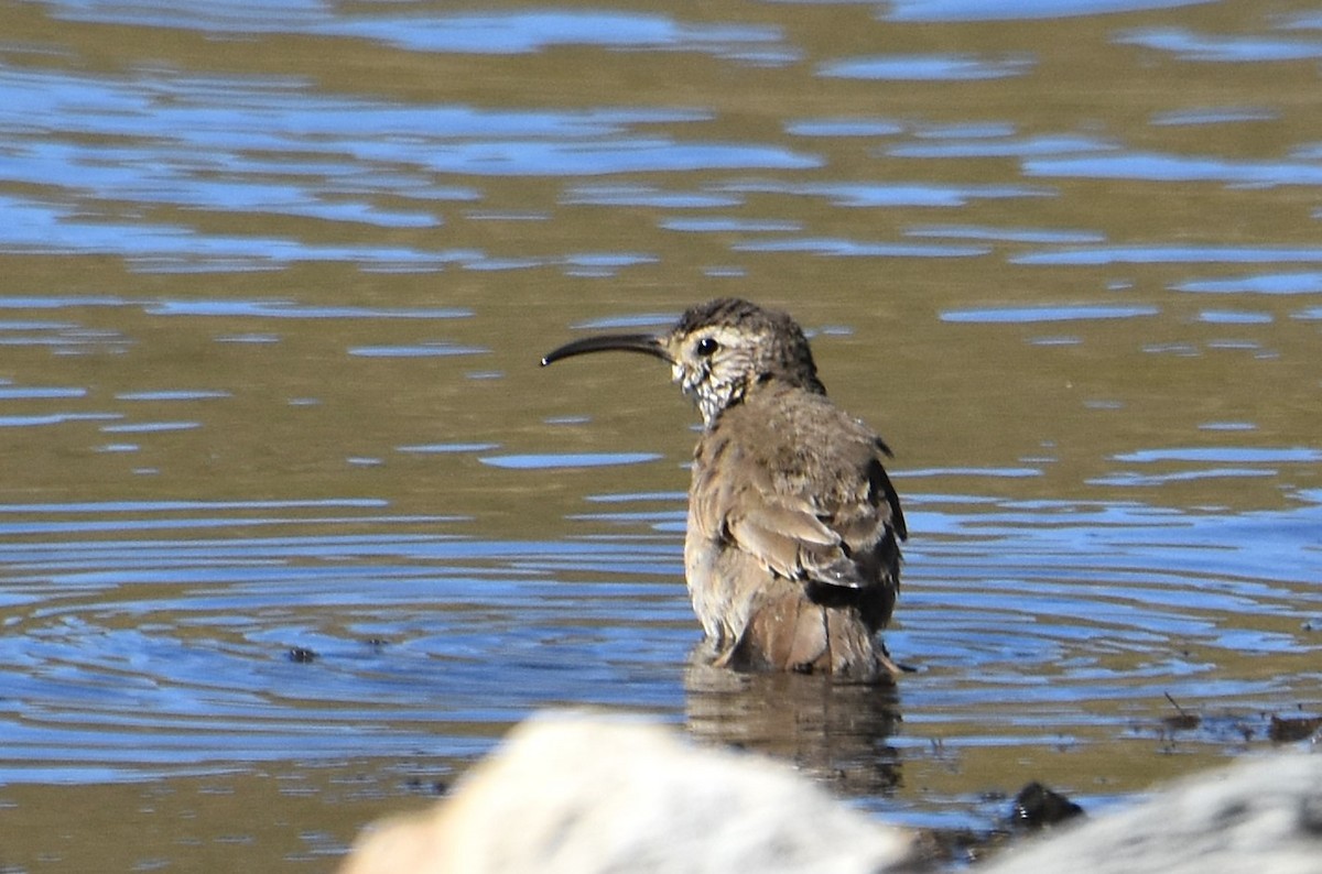 Scale-throated Earthcreeper - ML632215285