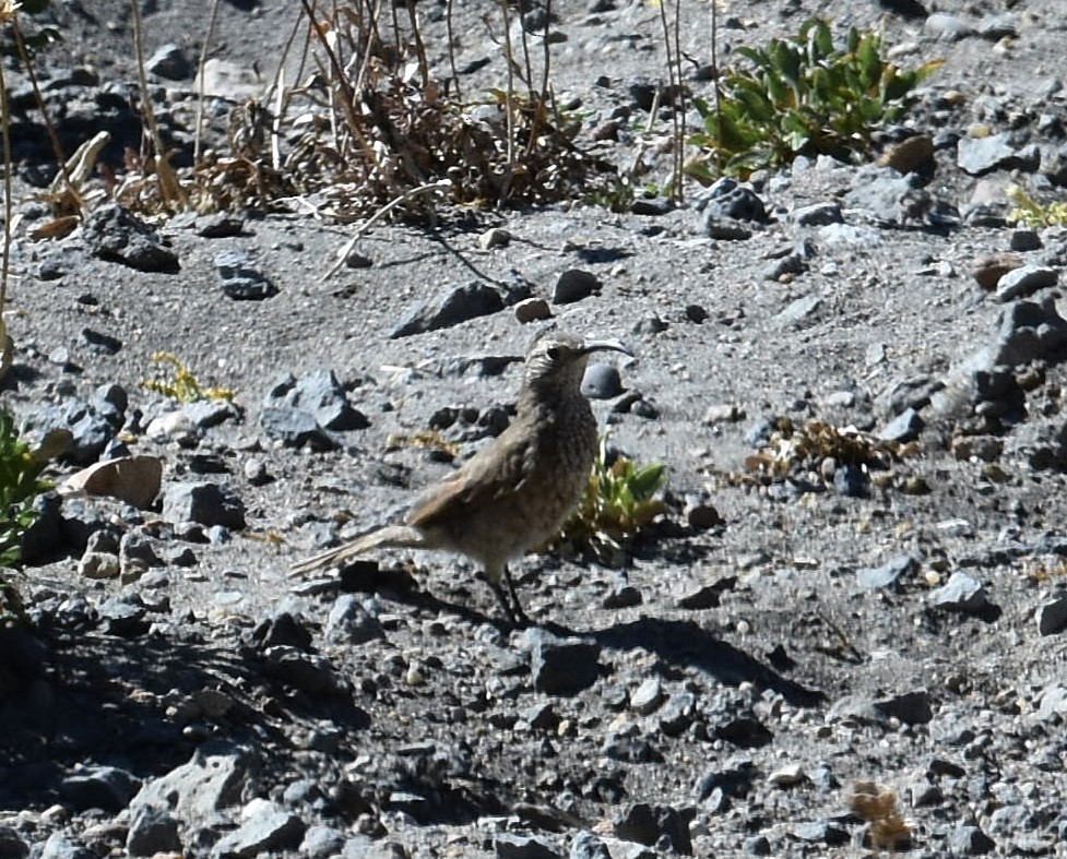 Scale-throated Earthcreeper - ML632215287