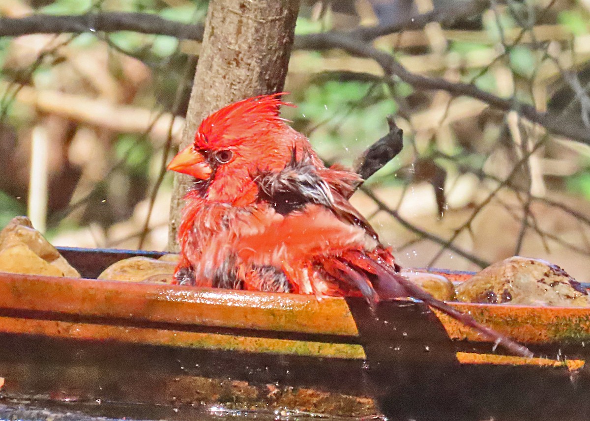 Northern Cardinal - ML632215378