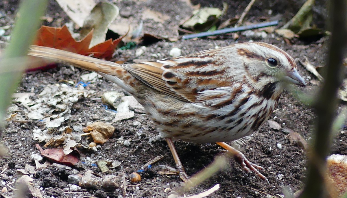 Song Sparrow - ML632215383