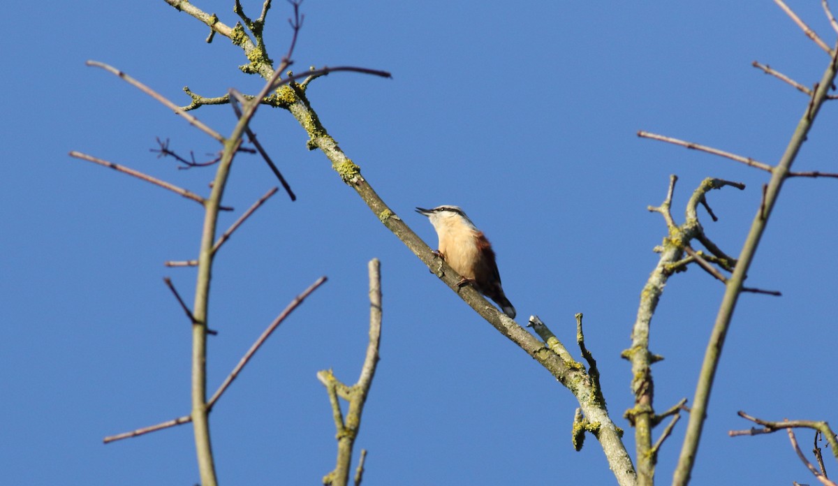 Eurasian Nuthatch - ML632215576