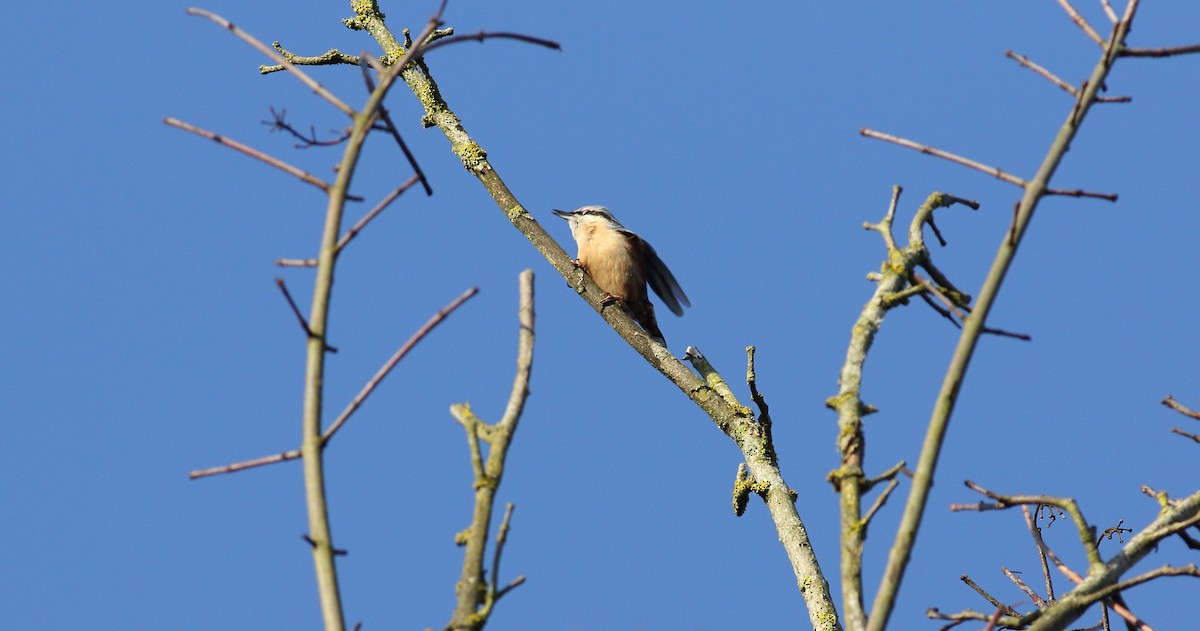 Eurasian Nuthatch - ML632215578