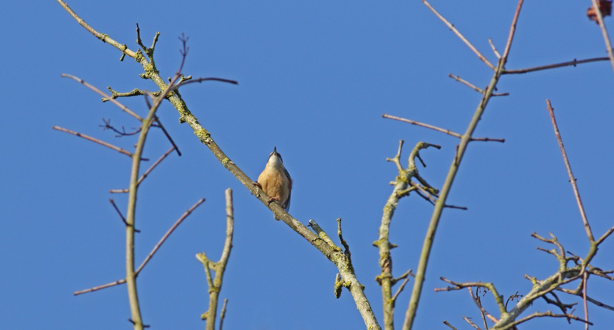 Eurasian Nuthatch - ML632215579