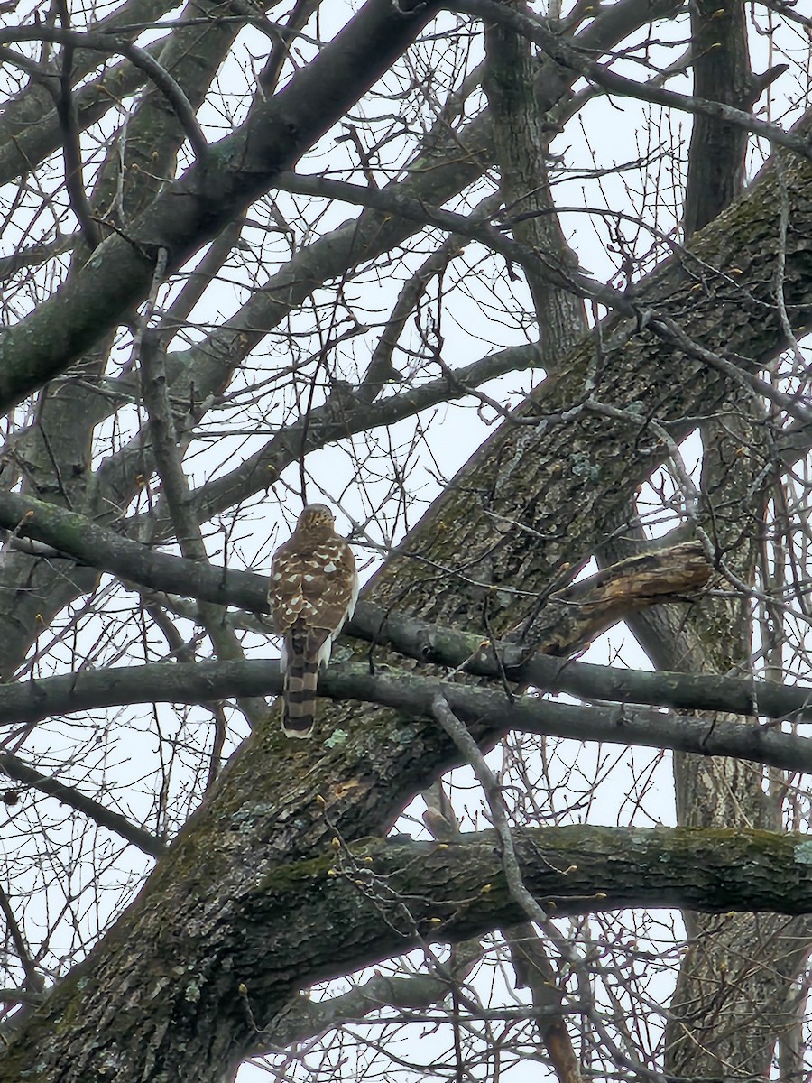 Cooper's Hawk - ML632215588