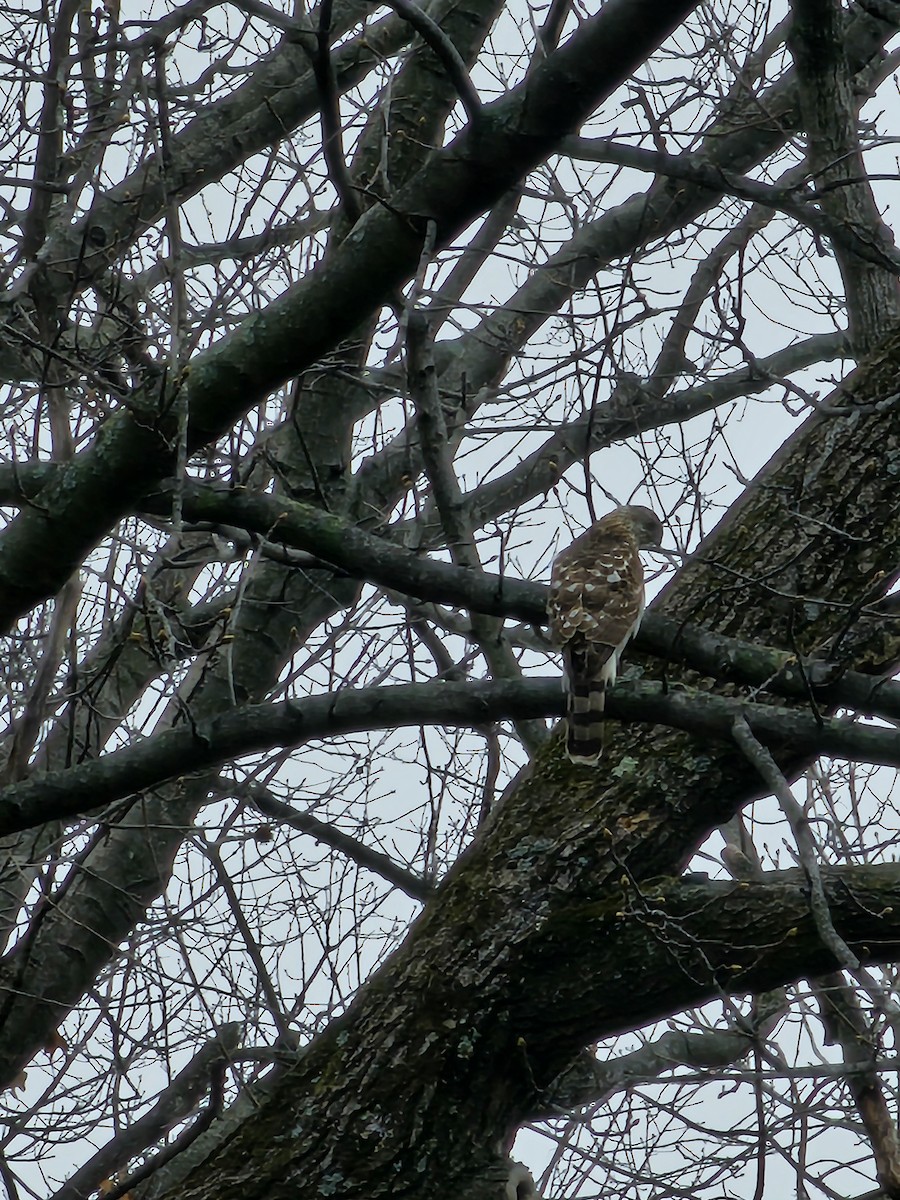 Cooper's Hawk - ML632215589