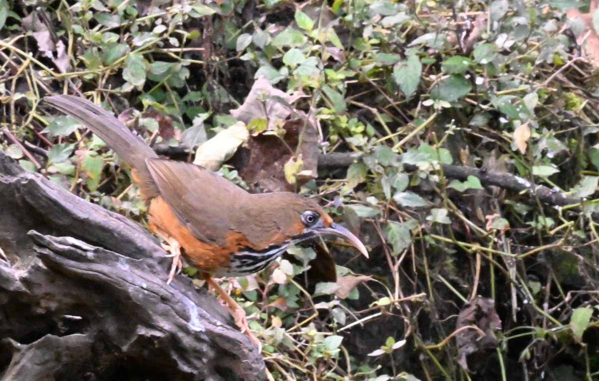 Black-streaked Scimitar-Babbler - ML632215635