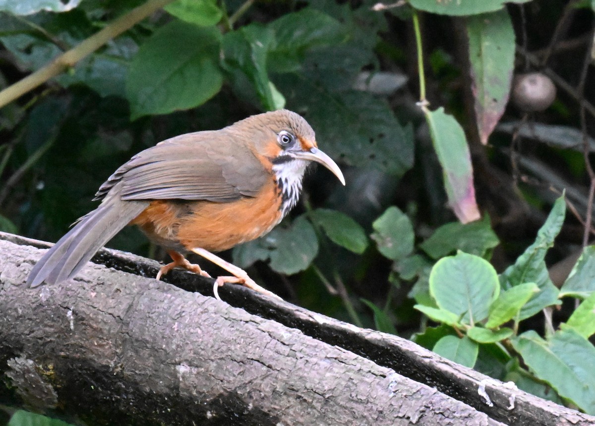Black-streaked Scimitar-Babbler - ML632215636