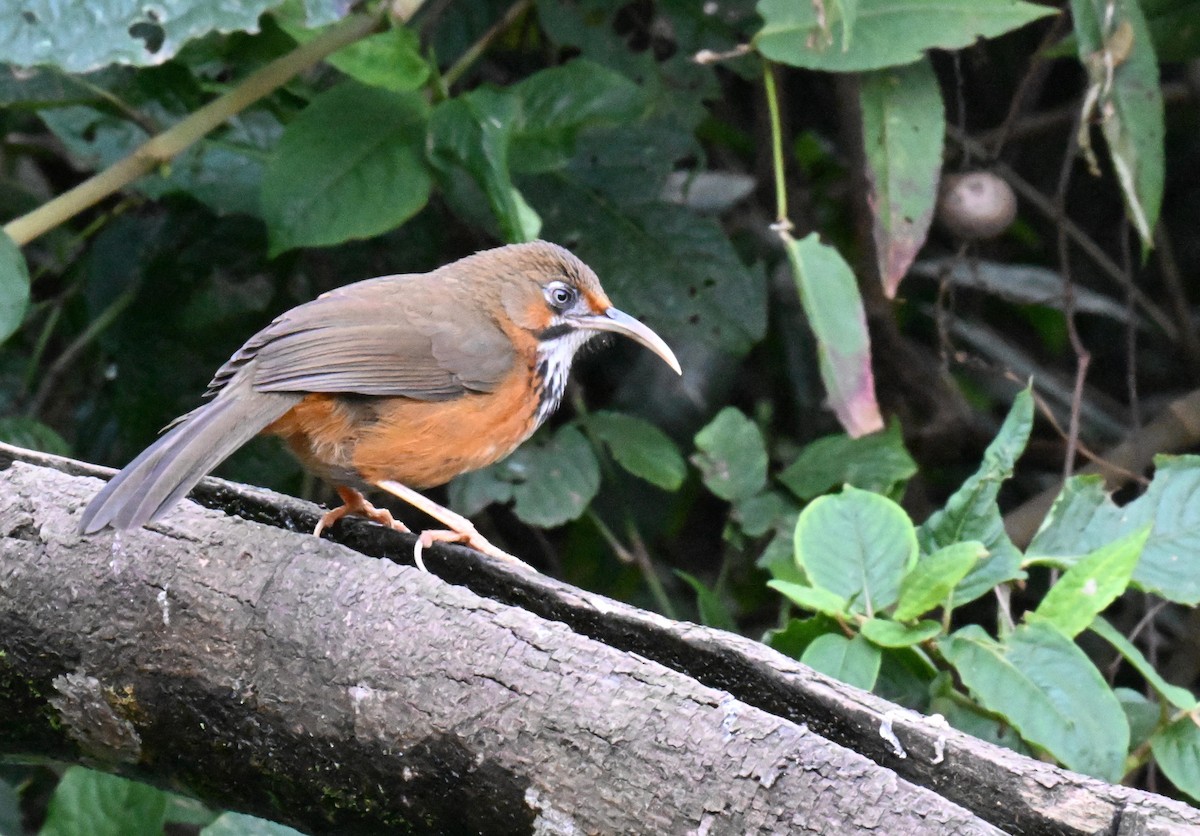 Black-streaked Scimitar-Babbler - ML632215637