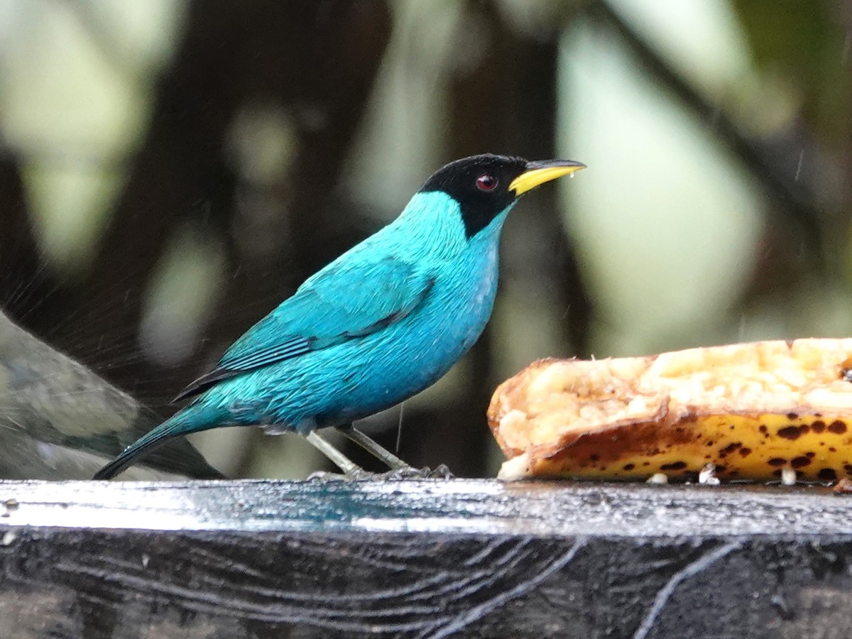 Green Honeycreeper - ML632215717