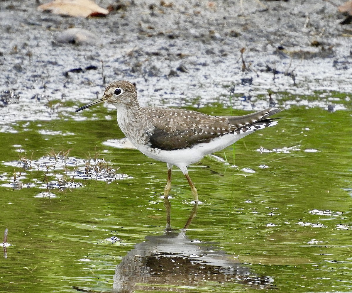 Einsiedelwasserläufer - ML632215722