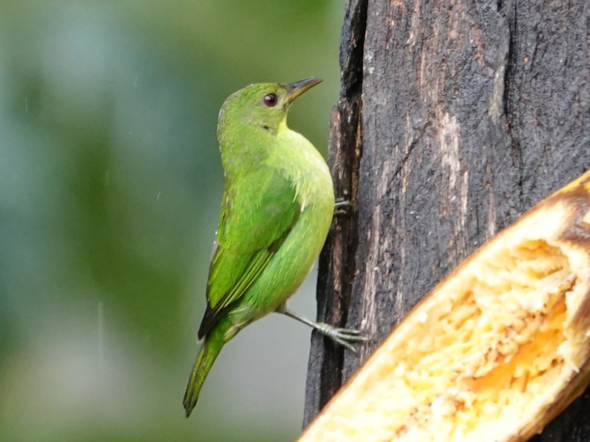 Green Honeycreeper - ML632215753