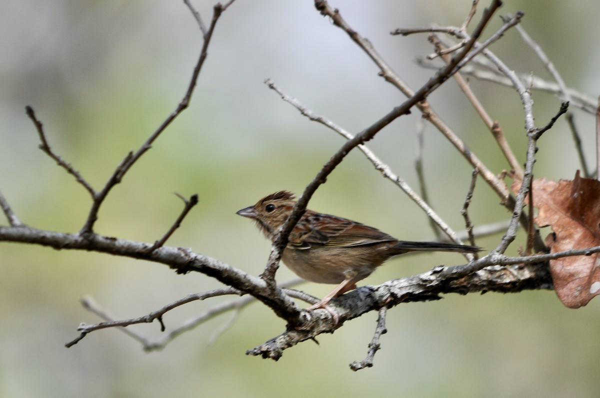 Bachman's Sparrow - ML632215832
