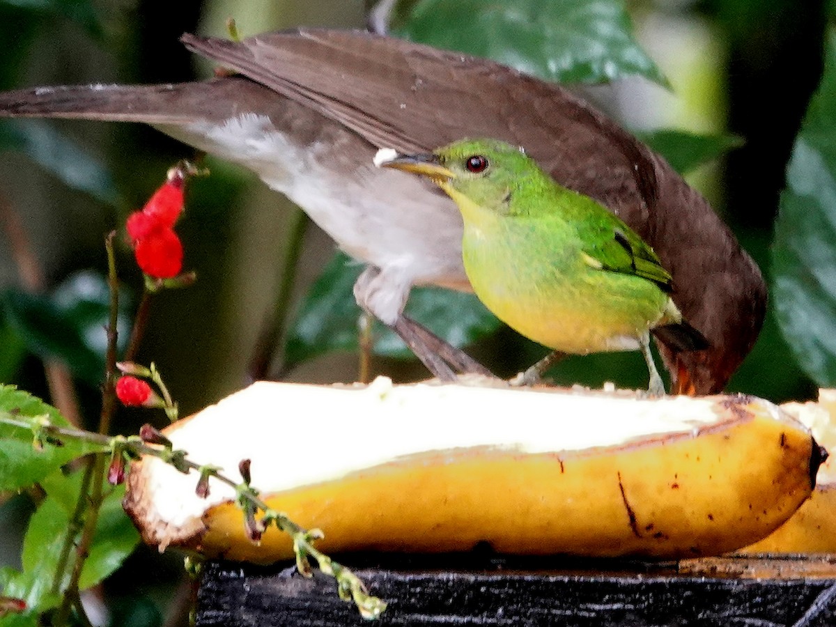 Green Honeycreeper - ML632215841