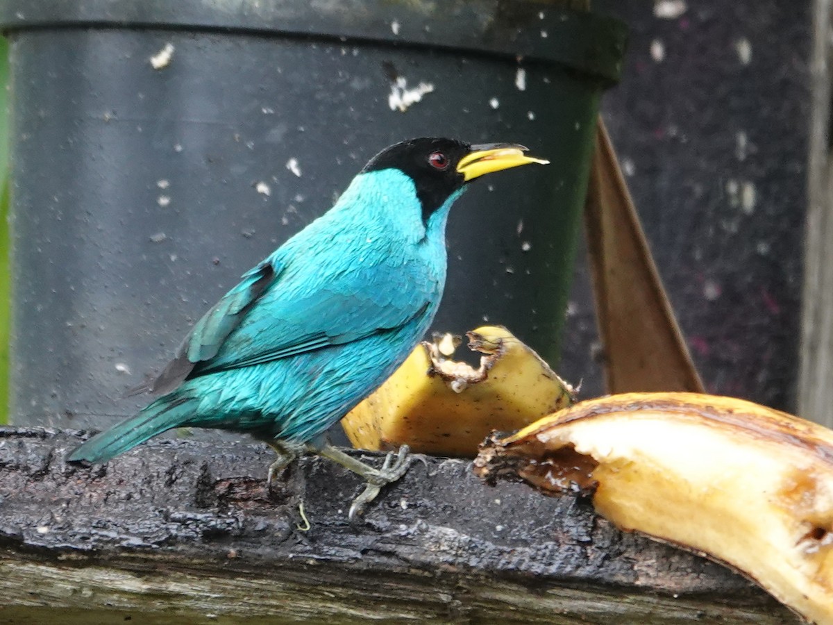 Green Honeycreeper - ML632215867