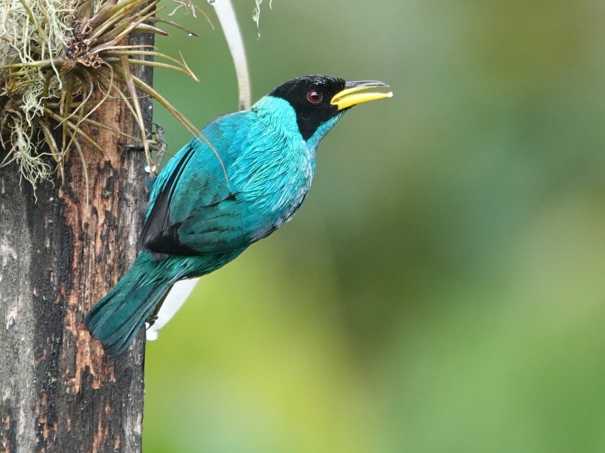 Green Honeycreeper - ML632215868