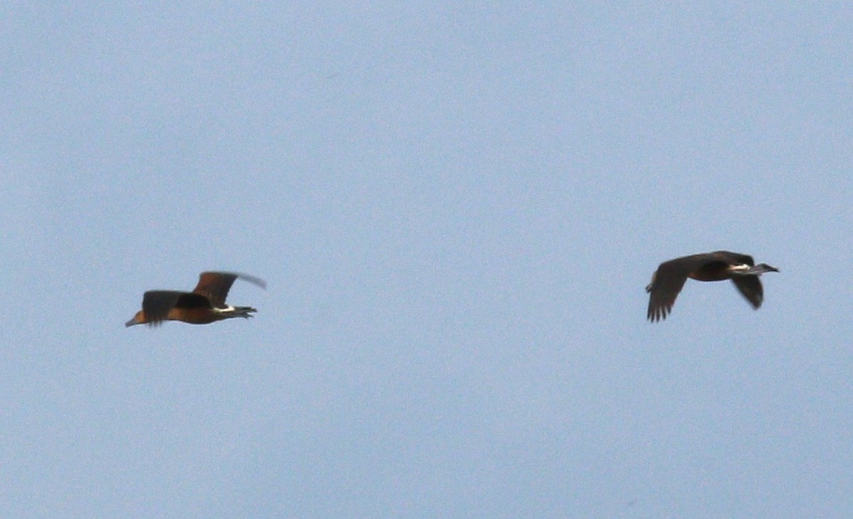 Fulvous Whistling-Duck - Dave Czaplak