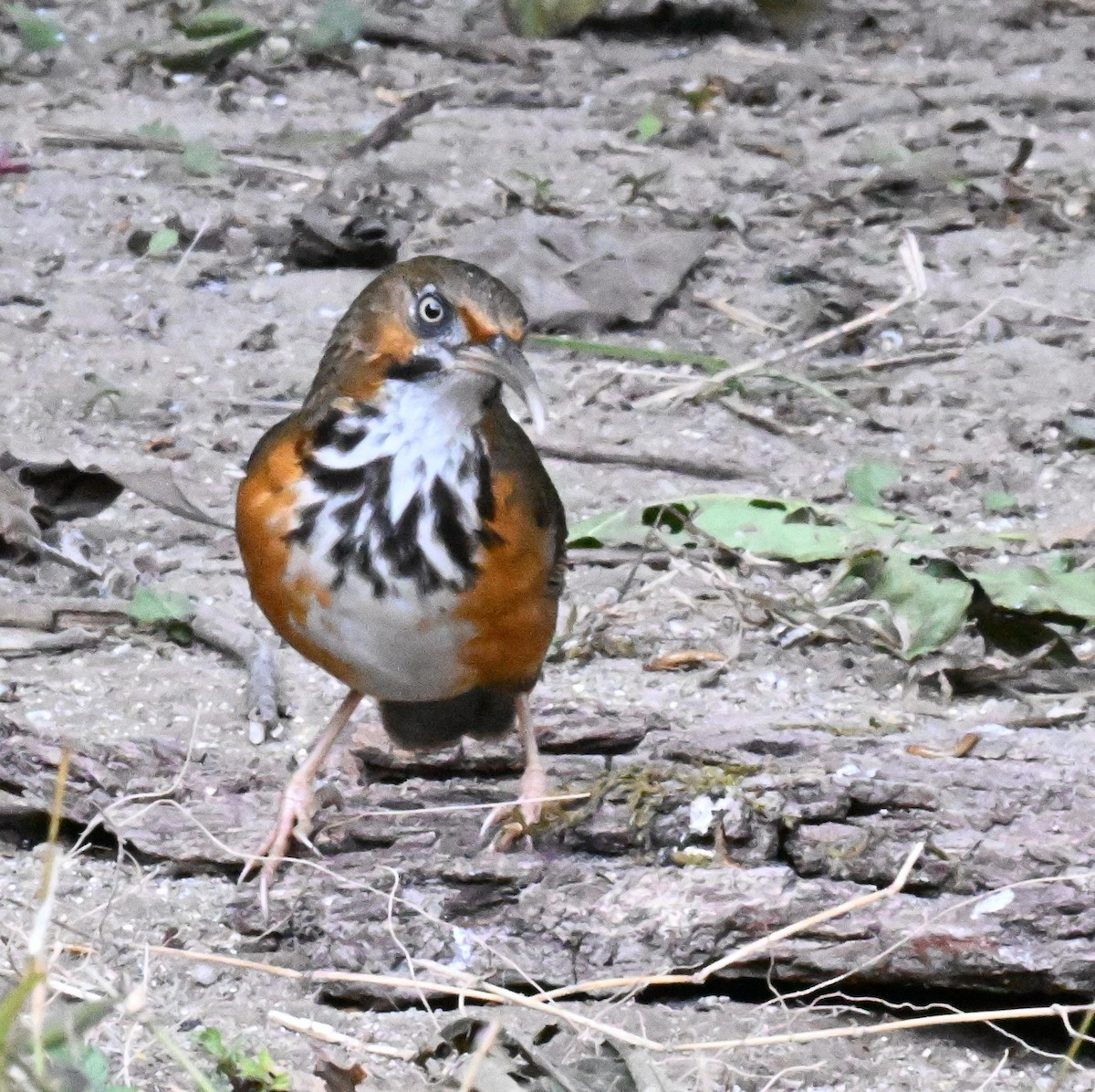 Black-streaked Scimitar-Babbler - ML632215991