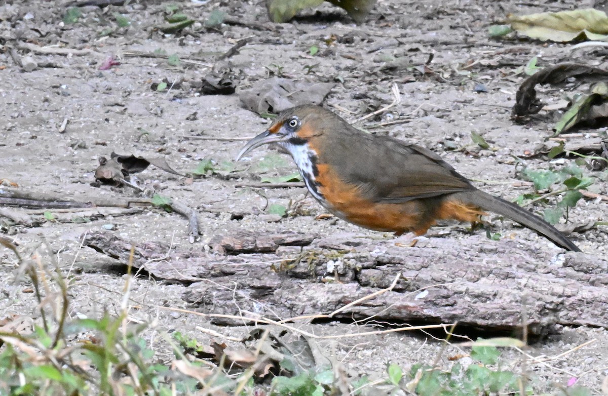 Black-streaked Scimitar-Babbler - ML632215992