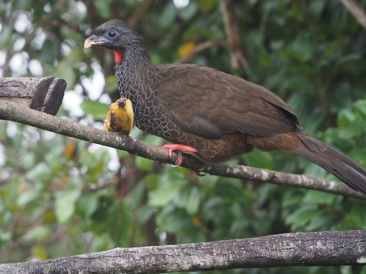 Andean Guan - ML632216010
