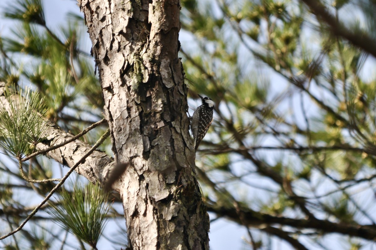 Red-cockaded Woodpecker - ML632216016