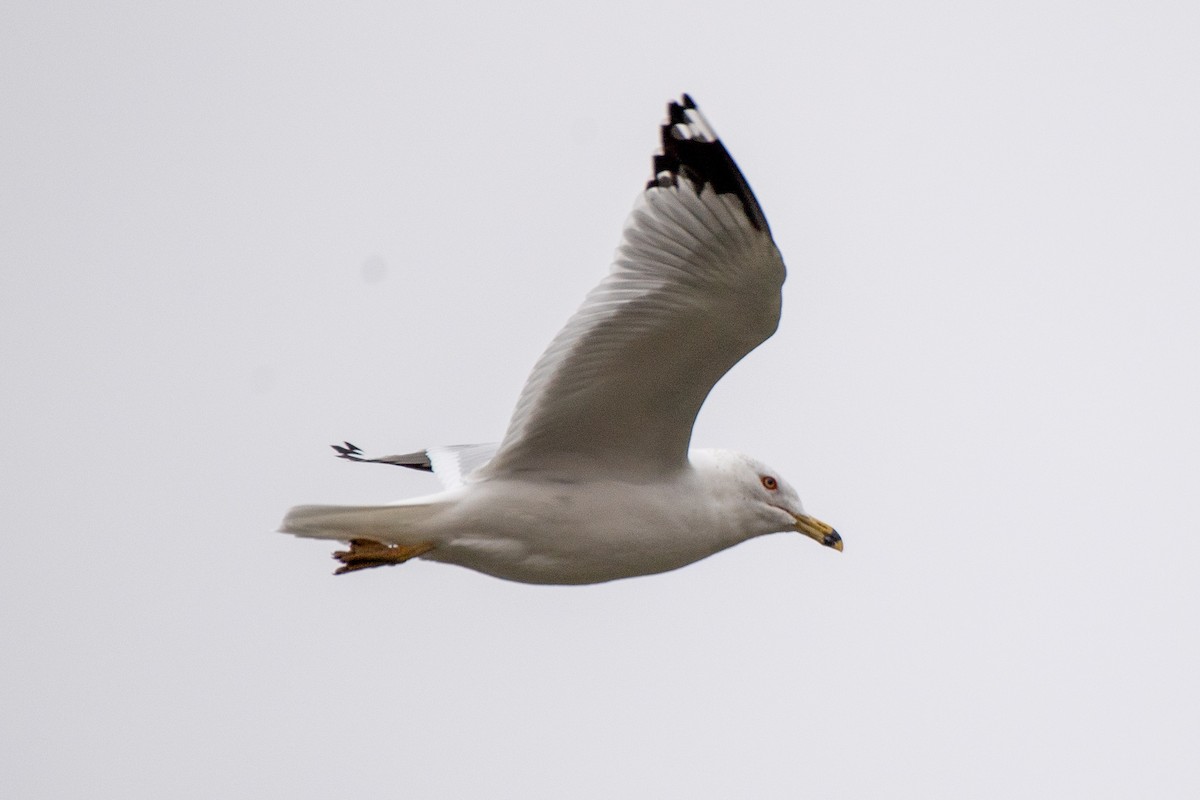 Ring-billed Gull - ML632216102