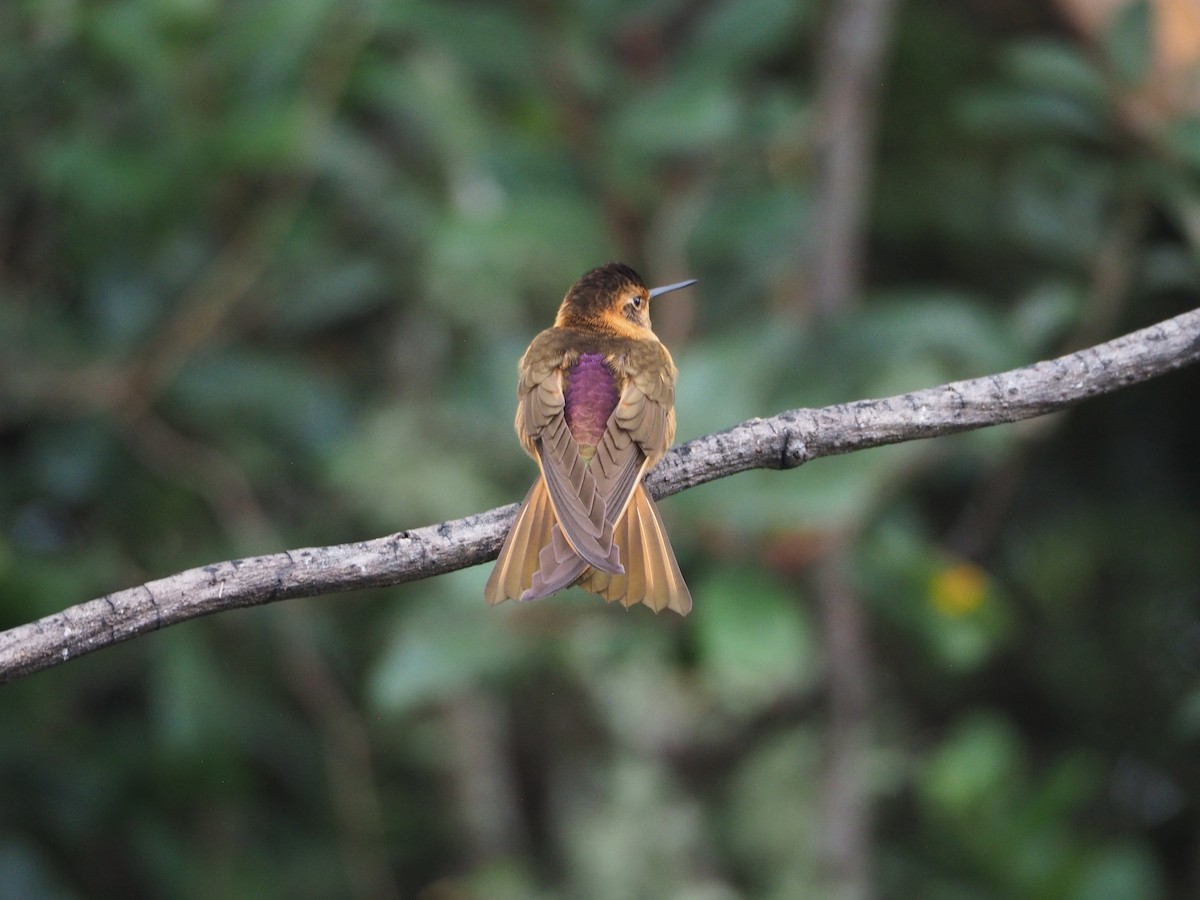 Shining Sunbeam - ML632216114