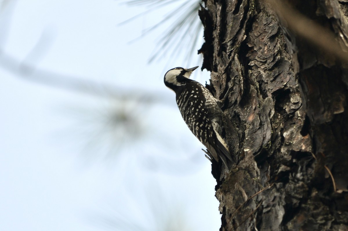 Red-cockaded Woodpecker - ML632216149