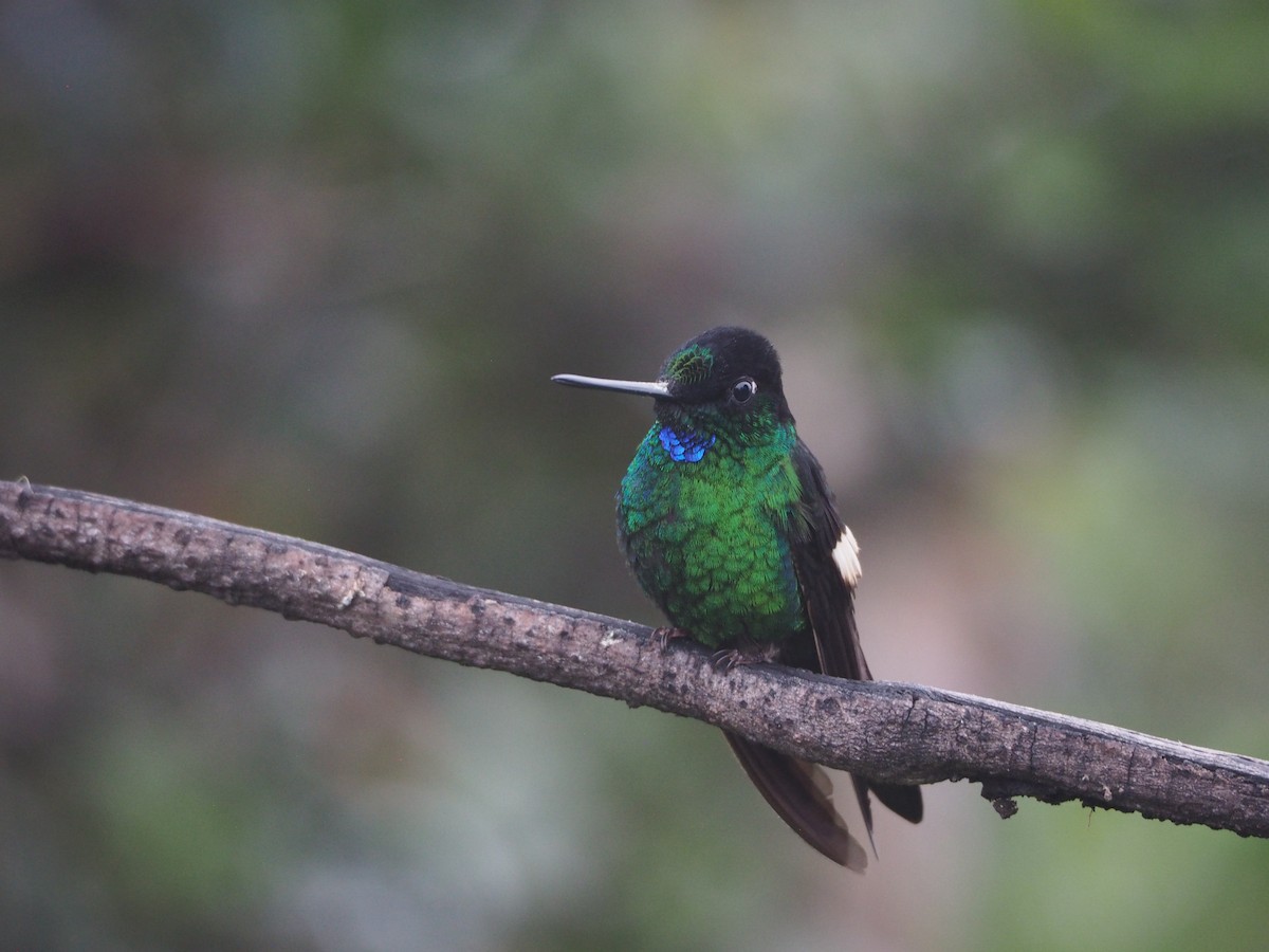 Buff-winged Starfrontlet - ML632216236