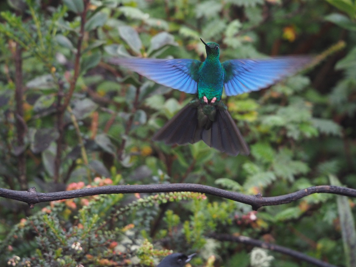 Great Sapphirewing - ML632216297