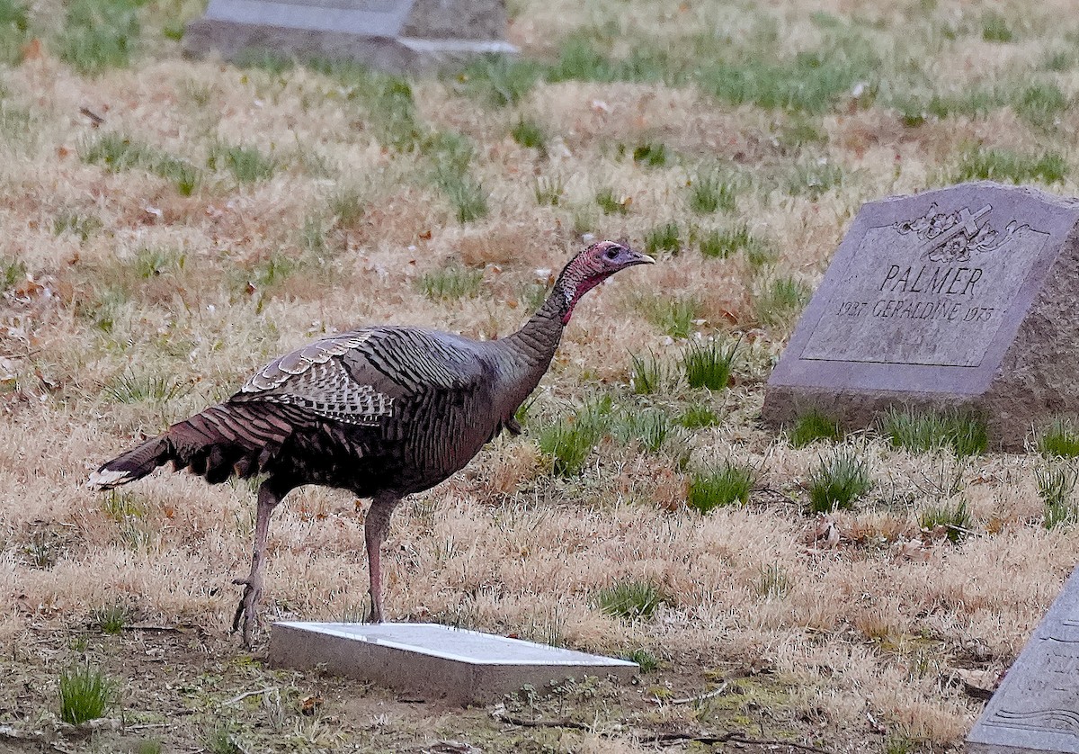 Wild Turkey - ML632216309
